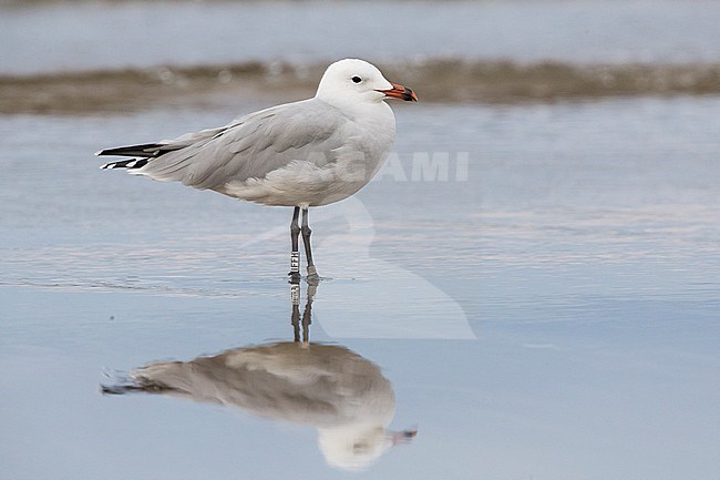 Audouin's Gull (Ichthyaetus audouinii), side view of an adult standing on the shore, Campania, Italy stock-image by Agami/Saverio Gatto,