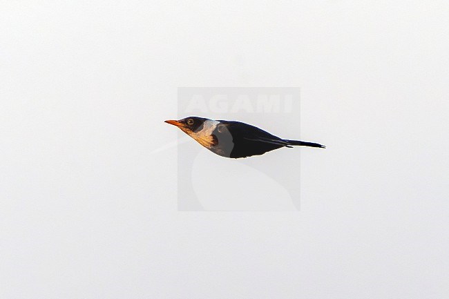 Flying White-collared blackbird (Turdus albocinctus) in Northeast India. stock-image by Agami/Dani Lopez-Velasco,