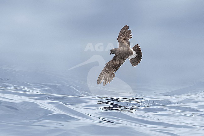 Adult in breeding moult Madeiran Stormpetrel (Hydrobates castro) flying over Bank de la Conception, off Lanzarote, Canary Islands, Spain. stock-image by Agami/Vincent Legrand,