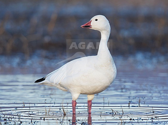Volwassen Sneeuwgans witte vorm, Adult Snow Goose white morph stock-image by Agami/Brian E Small,
