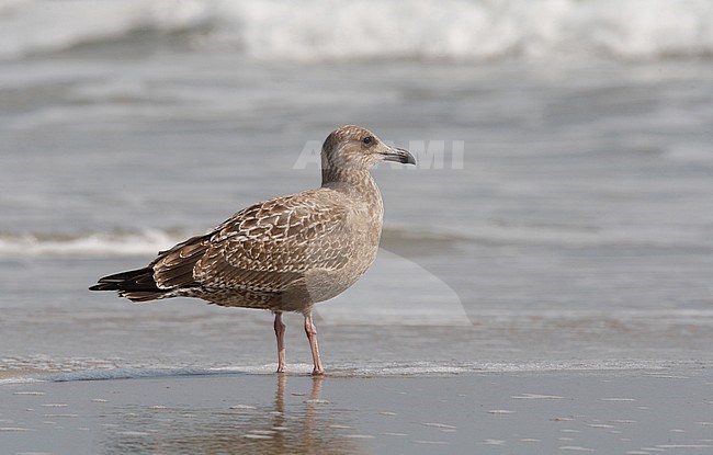 American Herring Gull, Larus smithsonianus, 1stWinter standing at Cape May beach, New Jersey, USA stock-image by Agami/Helge Sorensen,