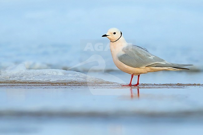 Adult Ross's Gull (Rhodostethia rosea ) in breeding plumage standing on ice on the edge of an arctic tundra pond near Barrow in northern Alaska, United States. stock-image by Agami/Dubi Shapiro,