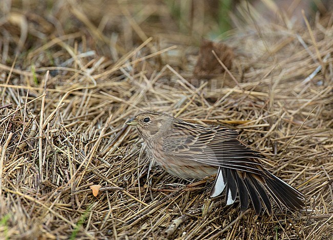 First-winter female Pine Bunting (Emberiza leucocephalos) wintering in Wilhelminadorp in Zeeland, Netherlands. stock-image by Agami/Edwin Winkel,