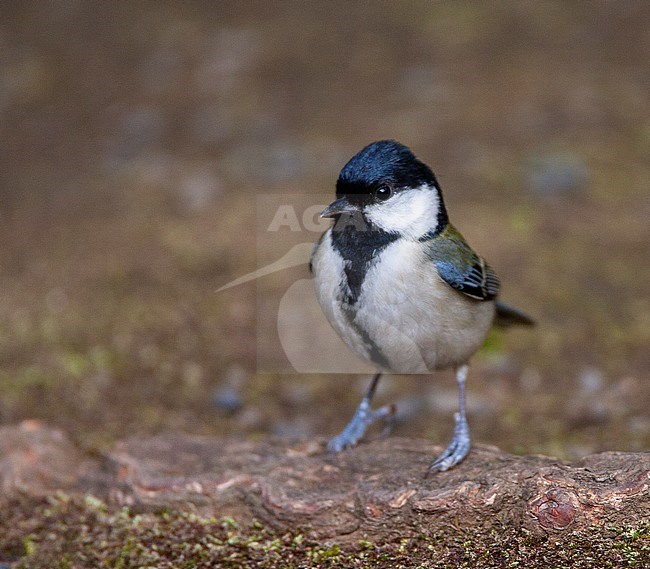 Japanese Tit (Parus minor), also known as the Oriental tit, in Japan. Standing on the ground, looking alert. stock-image by Agami/Marc Guyt,