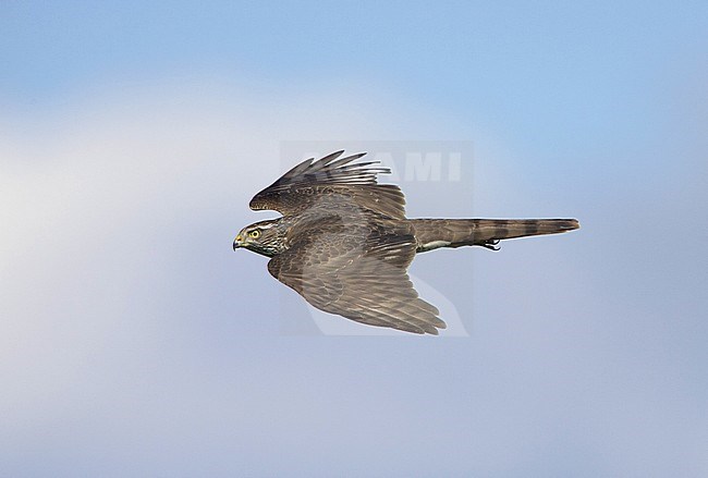  stock-image by Agami/Arie Ouwerkerk,