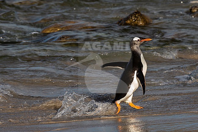 Gentoo penguin, Pygoscelis papua, coming ashore. Pebble Island, Falkland Islands stock-image by Agami/Sergio Pitamitz,