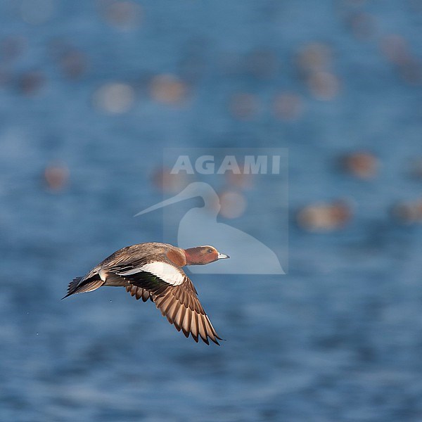 Male Eurasian Wigeon (Anas penelope) wintering in the Netherlands. stock-image by Agami/Marc Guyt,
