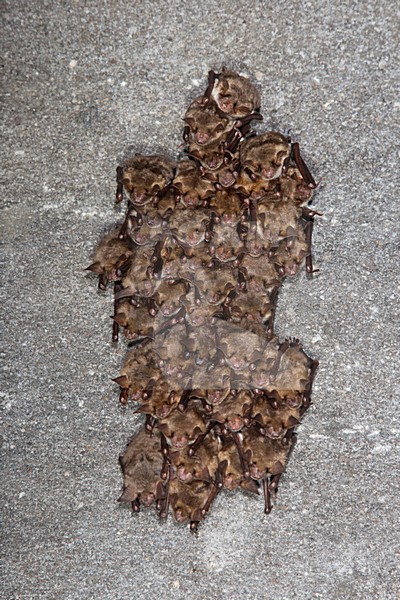 Vale vleermuizen in winterslaap, Greater Mouse Eared Bats in hibernation stock-image by Agami/Theo Douma,
