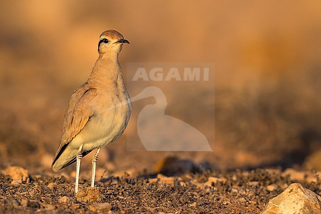 Cream-coloured Courser; Cursorius cursor bannermani stock-image by Agami/Daniele Occhiato,