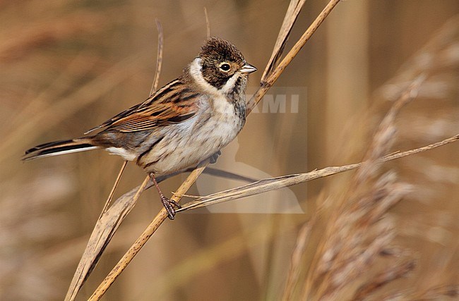 Volwassen mannetje Rietgors, Adult male Reed Bunting stock-image by Agami/Karel Mauer,