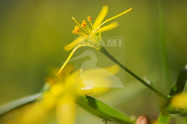 yellow star-of-Bethlehem, Weidegeelster, Gagea pratensis stock-image by Agami/Wil Leurs,