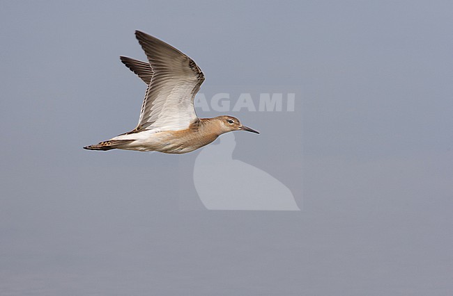 Kemphaan, Ruff, Philomachus pugnax stock-image by Agami/Arie Ouwerkerk,