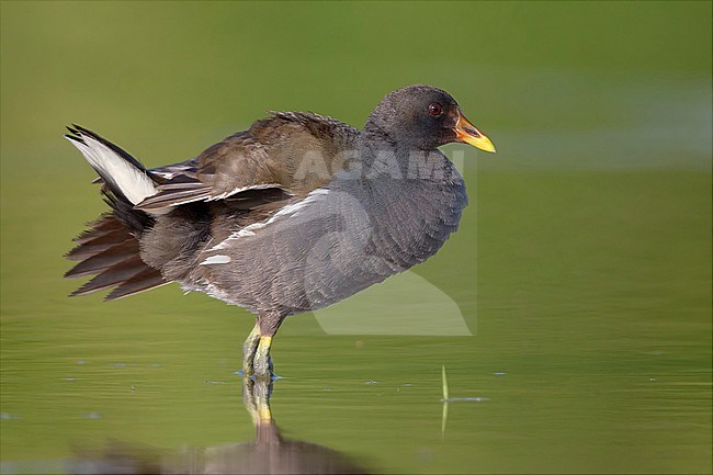 Common Moorhen, Immature standing in the water, Campania, Italy stock-image by Agami/Saverio Gatto,