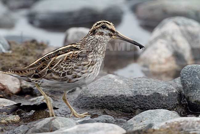 Bokje tussen rotsen en zeewier; Jack Snipe amidst boulders ans seaweed stock-image by Agami/Markus Varesvuo,