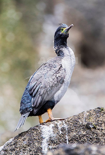 Endangered Pitt Shag (Phalacrocorax featherstoni) on the Chatham Islands, New Zealand. Never a common species, it was reported as nearly extinct in 1905. stock-image by Agami/Marc Guyt,
