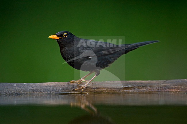 Merel bij drinkplaats; Common Blackbird at drinking site stock-image by Agami/Marc Guyt,