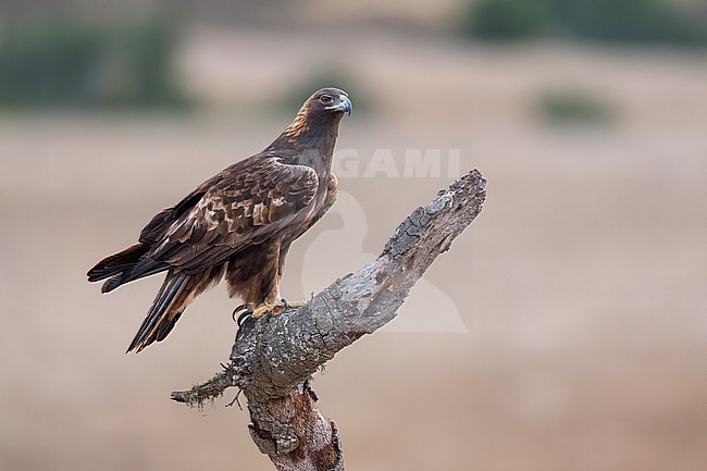 Adult
Santa Barbara Co., CA
November 2023 stock-image by Agami/Brian E Small,