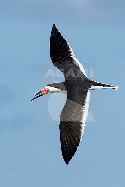 Adult Black Skimmer (Rynchops niger)
San Diego Co., California, USA stock-image by Agami/Brian E Small,