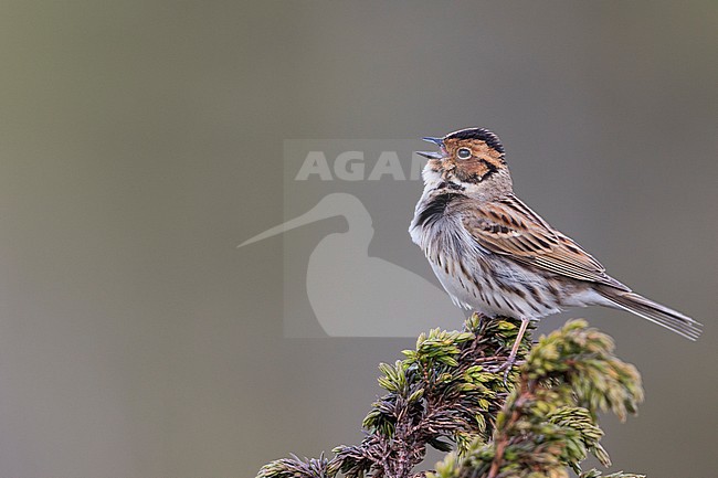 Little Buntint - Zwergammer - Emberiza pusilla, Russia stock-image by Agami/Ralph Martin,