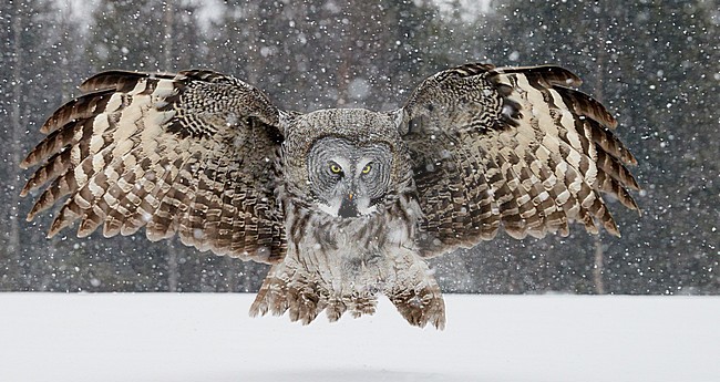 Great Grey Owl (Srix nebulosa) Kuusamo Finland March 2015 stock-image by Agami/Markus Varesvuo,