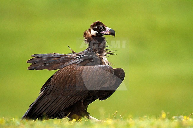 Cinereous Vulture, Monniksgier, Aegypius monachus stock-image by Agami/Oscar Díez,