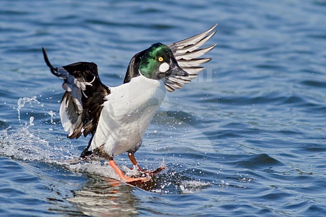 Brilduiker vliegend; Common Goldeneye (Bucephala clangula) flying in Victoria, BC, Canada. stock-image by Agami/Glenn Bartley,