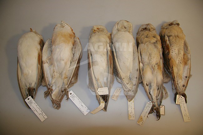 Kerkuilen in een museum; Dark Barn Owls in a museum stock-image by Agami/Chris van Rijswijk,