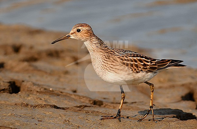 Calidris melanotos stock-image by Agami/Eduard Sangster,