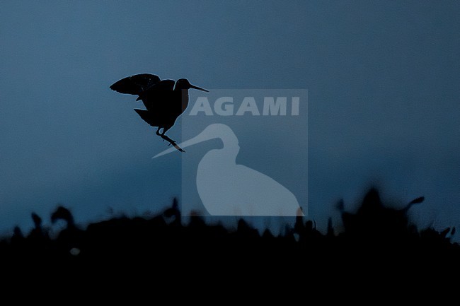 Great Snipe, (Gallinago media) displaying at the breeding ground in Norway during the night. stock-image by Agami/Marcel Burkhardt,