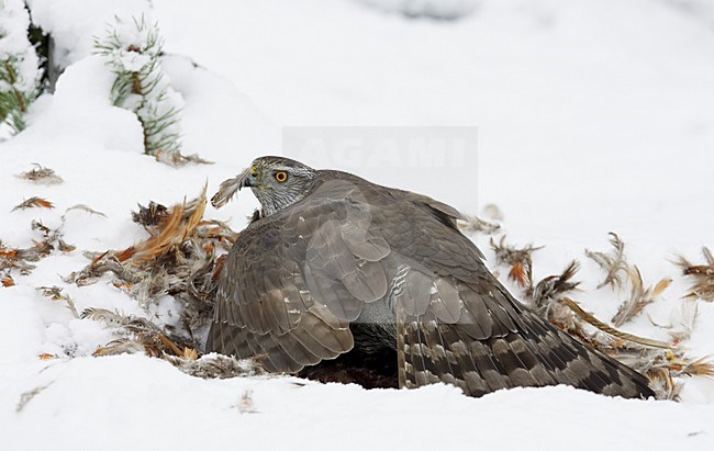 Havik in winters landschap op prooi; Northern Goshawk in winter setting on prey stock-image by Agami/Markus Varesvuo,
