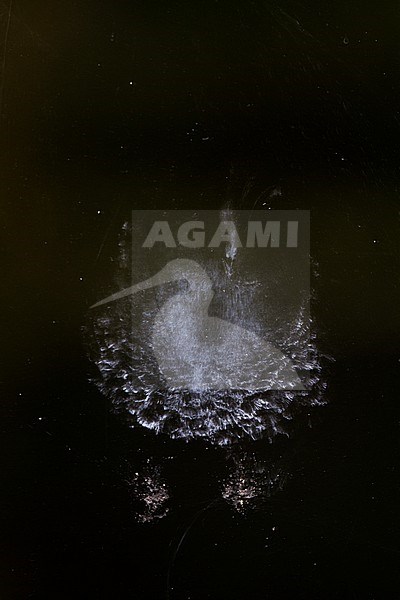 Pigeon print on window after collision stock-image by Agami/Menno van Duijn,