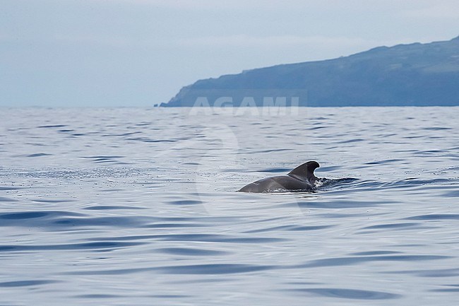 Male Short-finned Pilot Whale (Globicephala macrorhynchus) swimming off Terceira, Azores, Portugal. stock-image by Agami/Vincent Legrand,