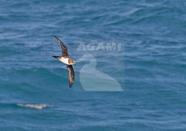 Atlantic Petrel (Pterodroma incerta) between South Georgia and the Falkland islands. stock-image by Agami/Pete Morris,