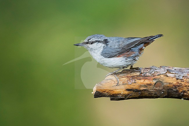 Asian Nuthatch Sitta (europaea ssp. asiatica), Russia (Baikal), adult perched at a tree stock-image by Agami/Ralph Martin,