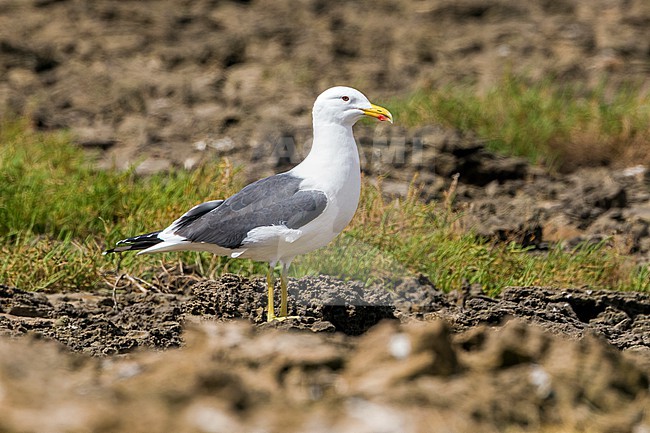 Hybrid Yellow-legged X Cape Gull in Khnifiss Lagoon , Morocco. stock-image by Agami/Vincent Legrand,
