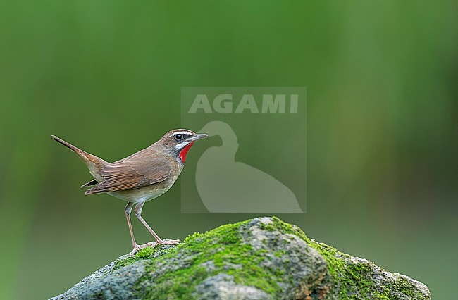 Male Siberian Rubythroat (Luscinia calliope) perched in riverine habitat in a rural part of southeast China. stock-image by Agami/Marc Guyt,