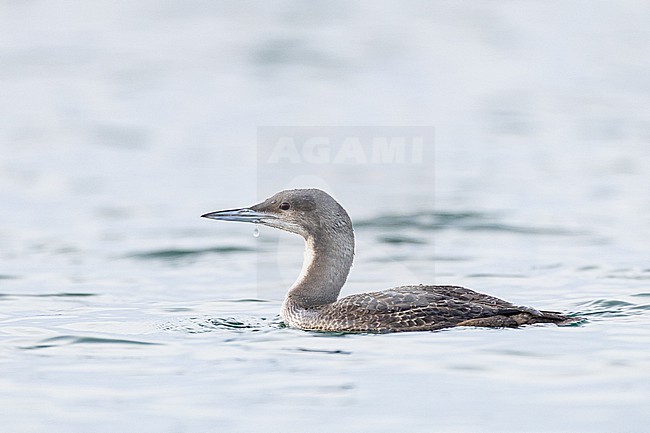  stock-image by Agami/Menno van Duijn,