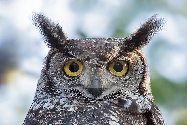 Closeup of a Spotted Eagle Owl (Bubo africanus) in Angola. Looking straight into the camera. stock-image by Agami/Dubi Shapiro,