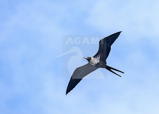 Female Lesser Frigatebird, Fregata ariel ariel. Photographed during a French Polynesia & The Cook Islands expedition cruise. stock-image by Agami/Pete Morris,