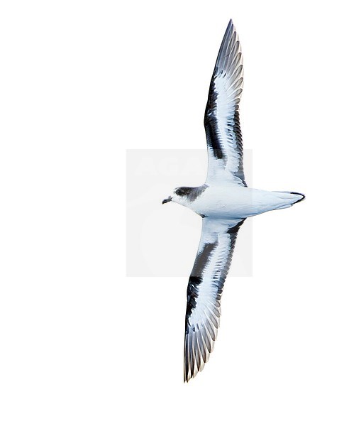 Bermuda Petrel, Pterodroma cahow, off the coast near the colony on Nonsuch island, Bermuda. Bird in flight. stock-image by Agami/Marc Guyt,
