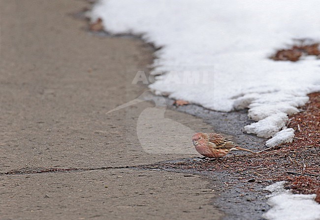 Wintering male Pallas's rosefinch (Carpodacus roseus) near Kushiro, Hokkaido, Japan. stock-image by Agami/Pete Morris,