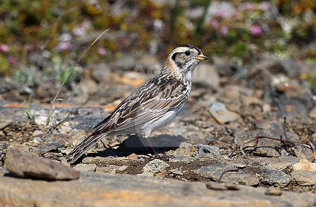 Lapland Longspur  (Calcarius lapponicus) female taken the 07/06/2022 at Nome - Alaska - USA stock-image by Agami/Aurélien Audevard,