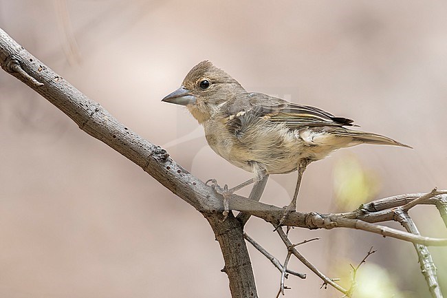 2 cy male Gran Canaria Blue Chaffinch (Fringilla polatzeki) perched in a pine forest near Mogán, Gran Canaria, Canary Islands, Spain. stock-image by Agami/Vincent Legrand,