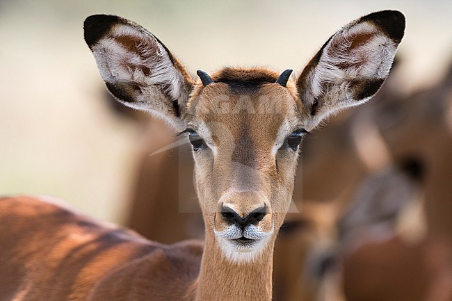 Portrait of a young male Impala, Aepyceros melampus. Lake Nakuru National Park, Kenya, Africa. stock-image by Agami/Sergio Pitamitz,