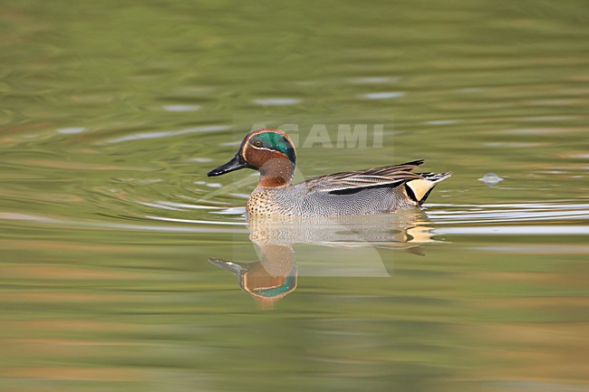 Wintertaling mannetje zwemmend; Common Teal male swimming stock-image by Agami/Daniele Occhiato,