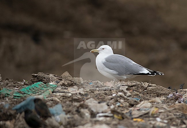 Caspian Gull (Larus cachinnans) in England. Adult standing on a land fill. stock-image by Agami/Josh Jones,