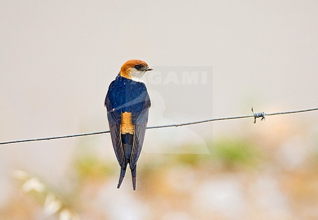 Adult Greater Striped Swallow (Cecropis cucullata) perched on a wire in South Africa. Looking on the back. stock-image by Agami/Marc Guyt,