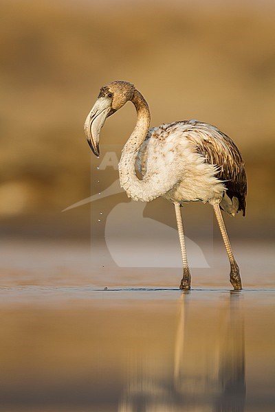 Greater Flamingo - Rosaflamingo - Phoenicopterus roseus, Oman, 1st cy stock-image by Agami/Ralph Martin,