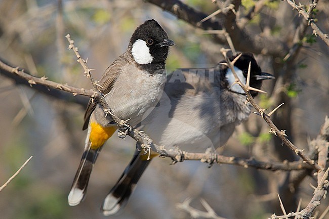 White-eared Bulbul, Couple perched on a branch, Khatmat Milalah, Al Batinah, Oman (Pycnonotus  leucotis) stock-image by Agami/Saverio Gatto,