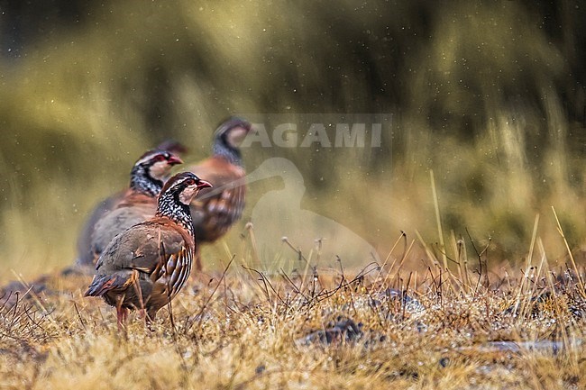 Red-legged Partridge (Alectoris rufa) perched in gras stock-image by Agami/Daniele Occhiato,